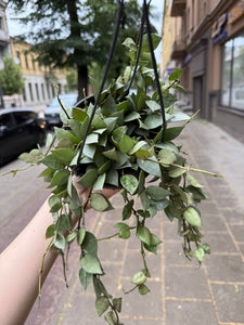 Hoya Krohniana Silver (Super Eskimo) kabančiame vazone