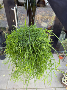 Rhipsalis heteroclada Hanger