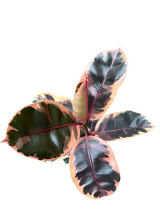 Ficus elastica Belize 65-70 cm 1st.