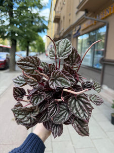 Peperomia Rood