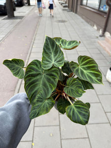 Filodendras Philodendron verrucosum Incensi