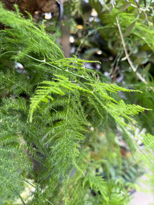 Asparagus Sataceus