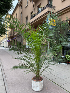 Phoenix Canariensis