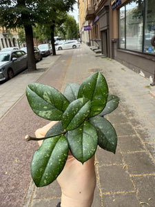 Hoya Callistophylla 6cm