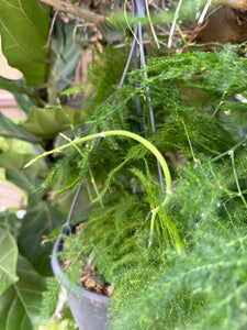 Asparagus Sataceus