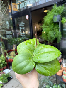Vaškuolė Hoya Latifolia Borneo