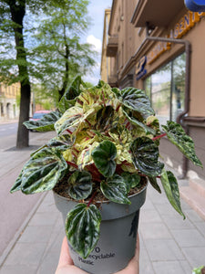 Peperomia Buenos Aires
