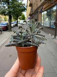 Kalanchoe Tubiflora Decorum