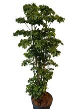 Translation missing: lt.sections.featured_product.gallery_thumbnail_alt