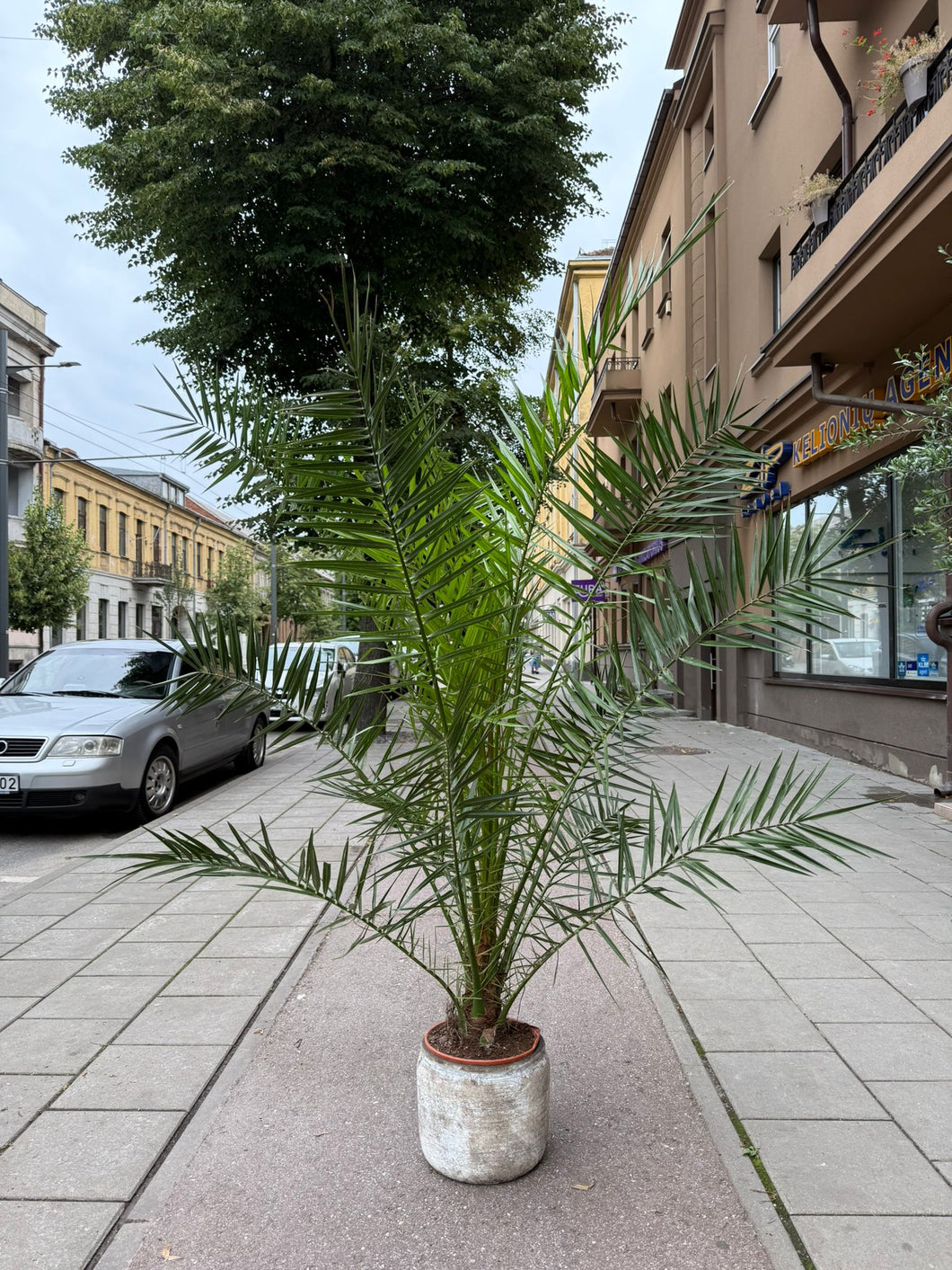 Phoenix Canariensis