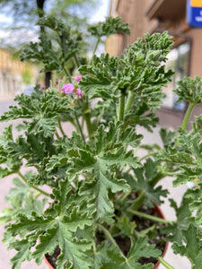 Pelargonija Pelargonium Graveolens Isko Lemon