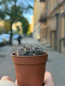 Gymnocalycium Stellatum