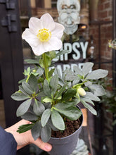 Translation missing: lt.sections.featured_product.gallery_thumbnail_alt