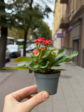 Translation missing: lt.sections.featured_product.gallery_thumbnail_alt