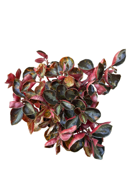 Peperomia Columbiana Creme Brullee