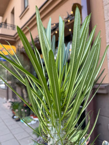 Pachypodium Gaeyi Tall Fatty