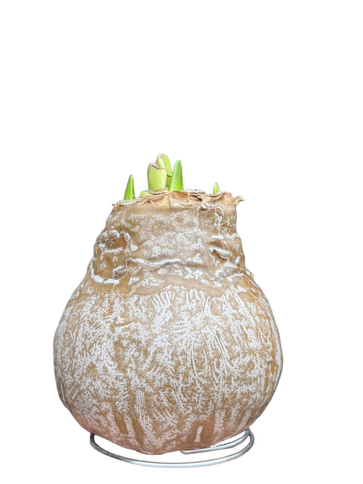 Amarilis Hippeastrum vaške (apšerkšnijęs)