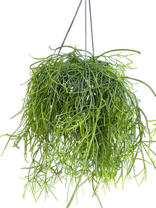 Rhipsalis heteroclada Hanger