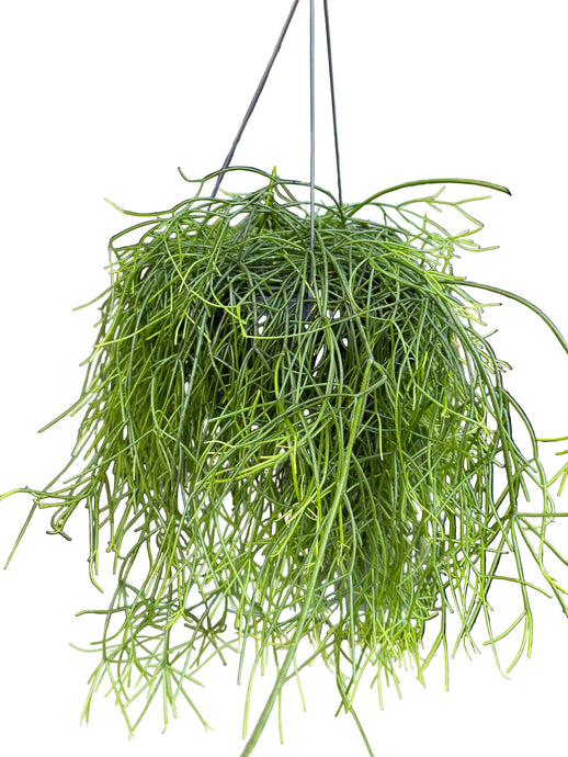 Rhipsalis Baccifera Oasis