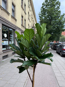 Ficus Lyrata 210cm