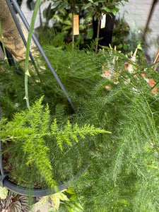 Asparagus Sataceus