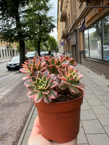 Ramdis Aeonium Sweet Tea