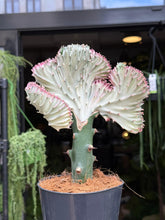 Translation missing: lt.sections.featured_product.gallery_thumbnail_alt