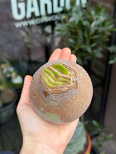 Translation missing: lt.sections.featured_product.gallery_thumbnail_alt