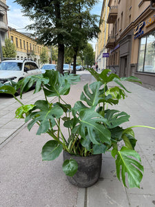 Monstera deliciosa