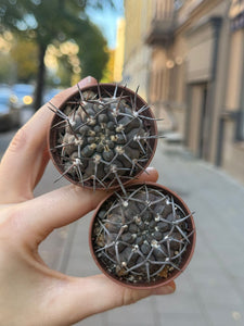 Gymnocalycium Stellatum