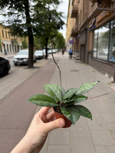 Vaškuolė Hoya Crassipetiolata splash round leaf