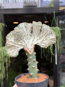Euphorbia Lactea cristata