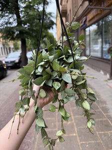 Hoya Krohniana Silver (Super Eskimo) kabančiame vazone