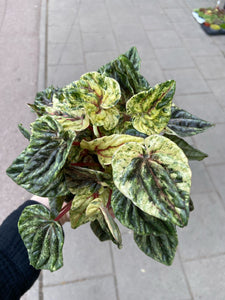 Peperomia Buenos Aires