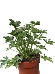 Pelargonija Pelargonium Graveolens Isko Lemon