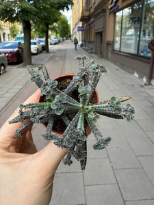 Kalanchoe Tubiflora Decorum
