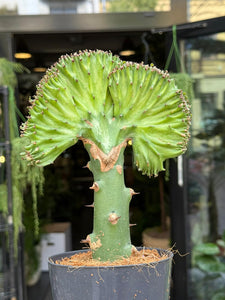 Euphorbia Lactea cristata