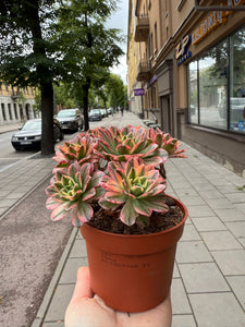 Ramdis Aeonium Sweet Tea