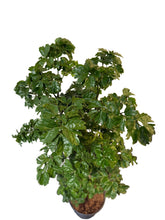 Translation missing: lt.sections.featured_product.gallery_thumbnail_alt