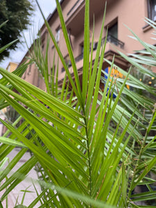 Phoenix Canariensis