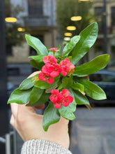 Translation missing: lt.sections.featured_product.gallery_thumbnail_alt