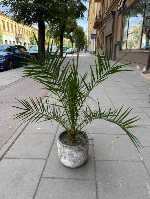 Phoenix Canariensis