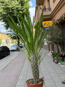 Pachypodium Gaeyi Tall Fatty