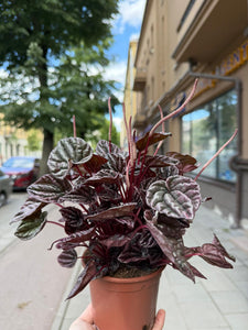 Peperomia Rood