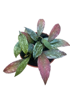 Vaškuolė Hoya Lacunosa Laos