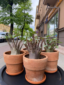 Adenium arabicum