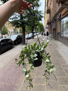 Hoya Krohniana Silver (Super Eskimo) kabančiame vazone
