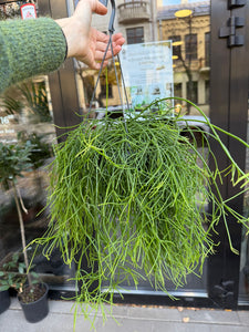 Rhipsalis heteroclada Hanger