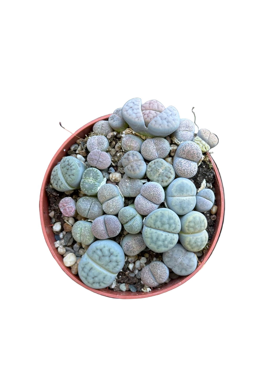 Lithops Living stones