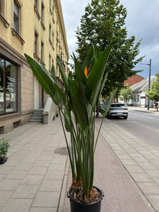 Strelitzia Reginae 180cm